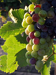 Wine Grapes During Pigmentation