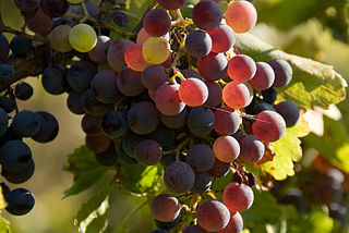 Wine grapes almost finished with veraison in the Roussillon