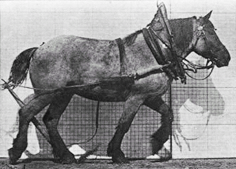 Muybridge horse walking animated