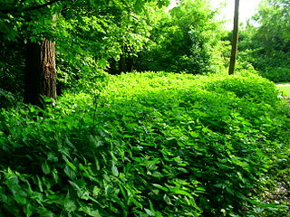 Stinging nettles